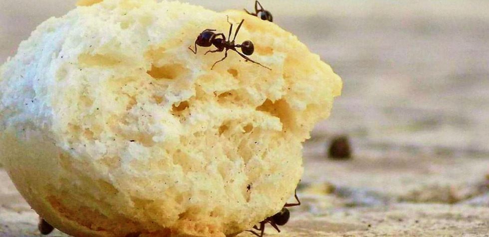 ants eating bread on the ground