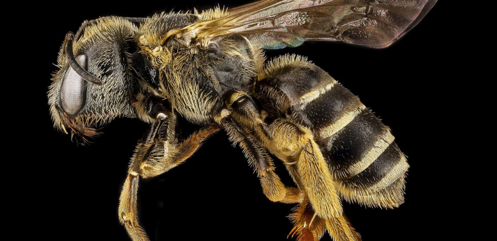 bee flying with black background