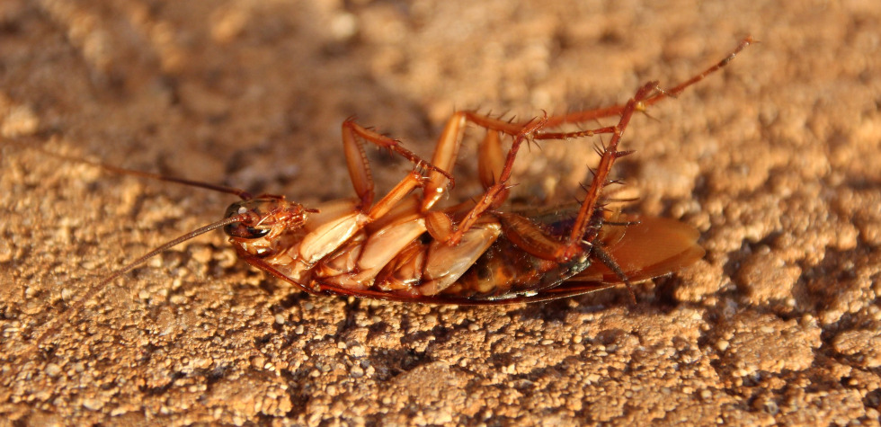 a dead roach on the ground